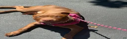 American Pit Bull Terrier dogs for sale: American Pit Bull Terrier 1 - Ad 4