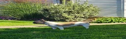 French Bulldog dogs for sale: Teddy - Ad 8