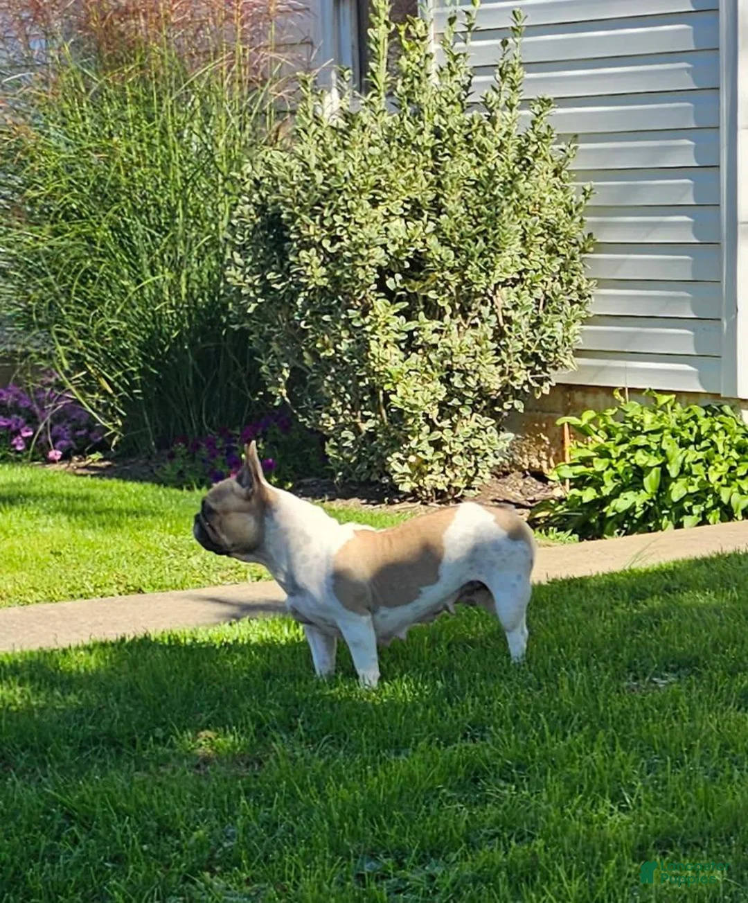 French Bulldog dogs for sale: Teddy - Ad 8
