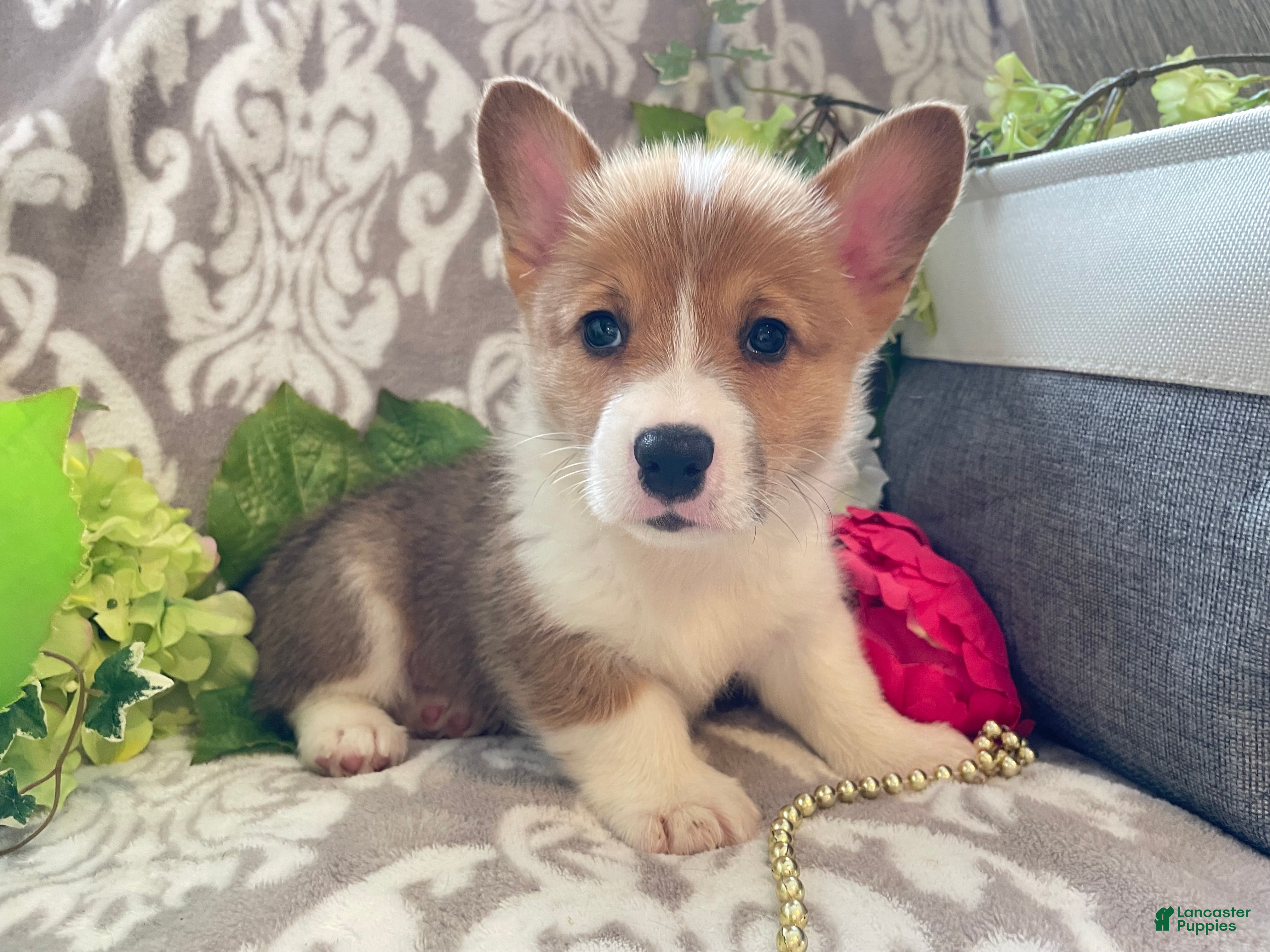 Welsh Corgi Pembroke dogs Mason - Ad 2