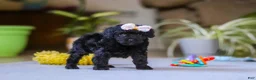 Miniature Poodle dogs for sale: Sienna - Ad 4