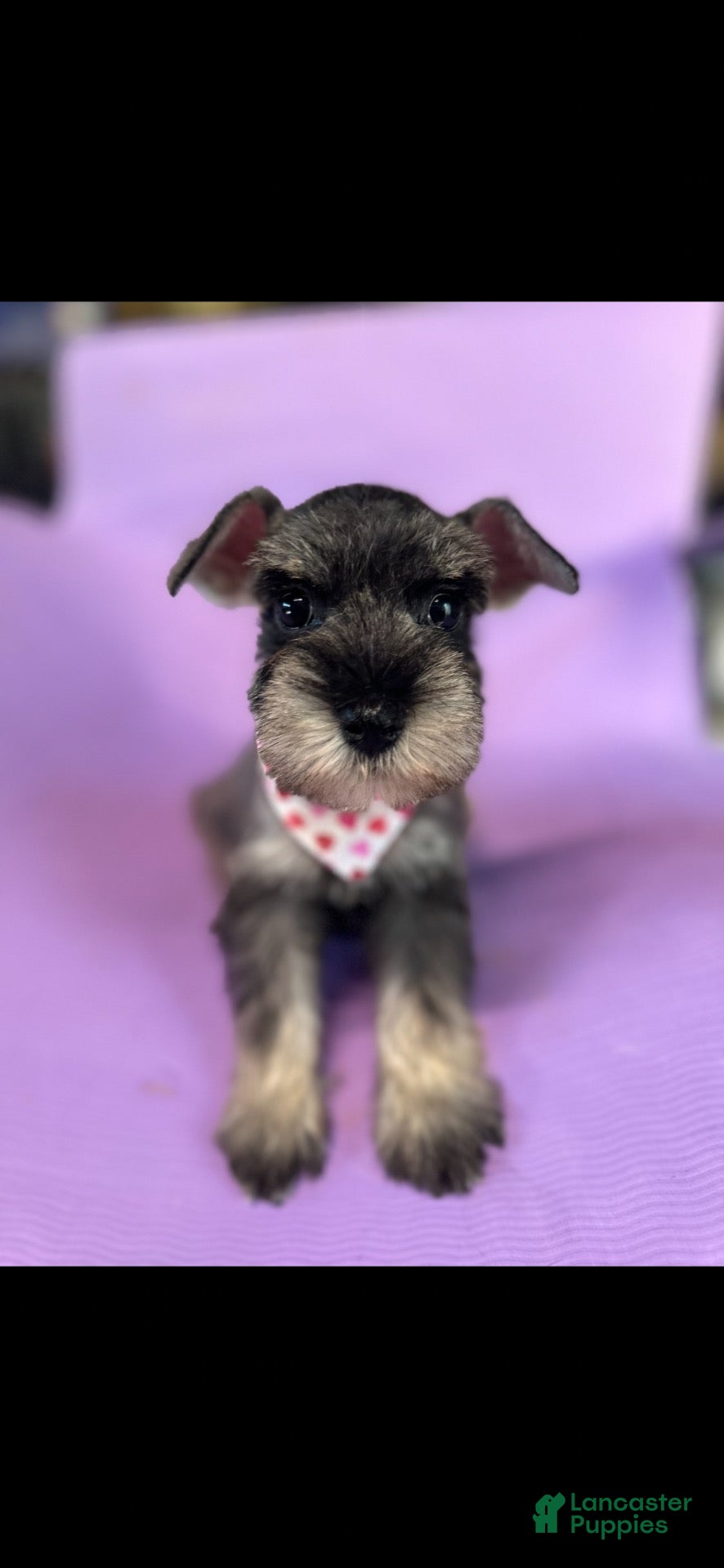 Miniature Schnauzer dogs Miniature Schnauzer 1 - Ad 1