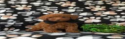 Toy Poodle dogs for sale: Willis 7 lbs Full Grown - Ad 3
