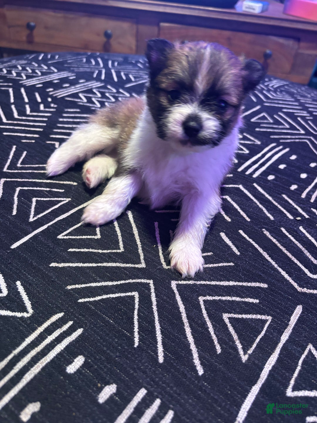 Pomeranian dogs for sale: Sparkles - Ad 6