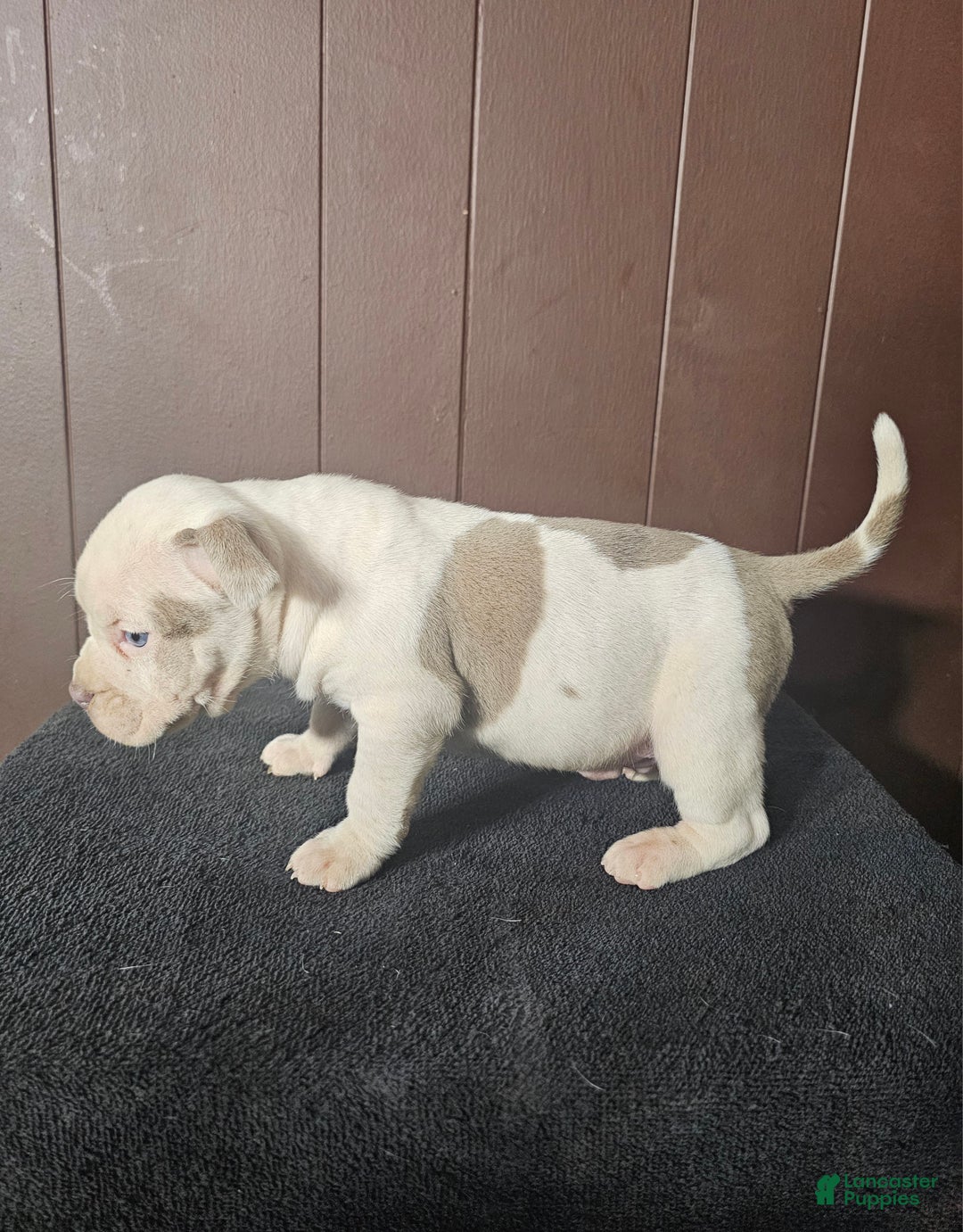 American Bully dogs for sale: Bone Crusher - Lilac Pied - Ad 2