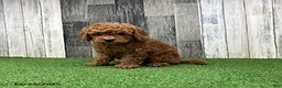 Mini Goldendoodle dogs for sale: Keith - Ad 3