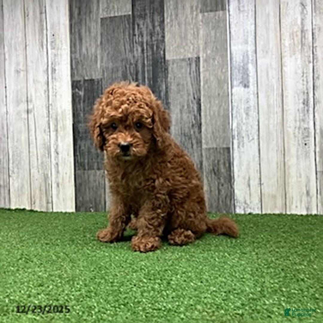 Mini Goldendoodle dogs for sale: Keith - Ad 3