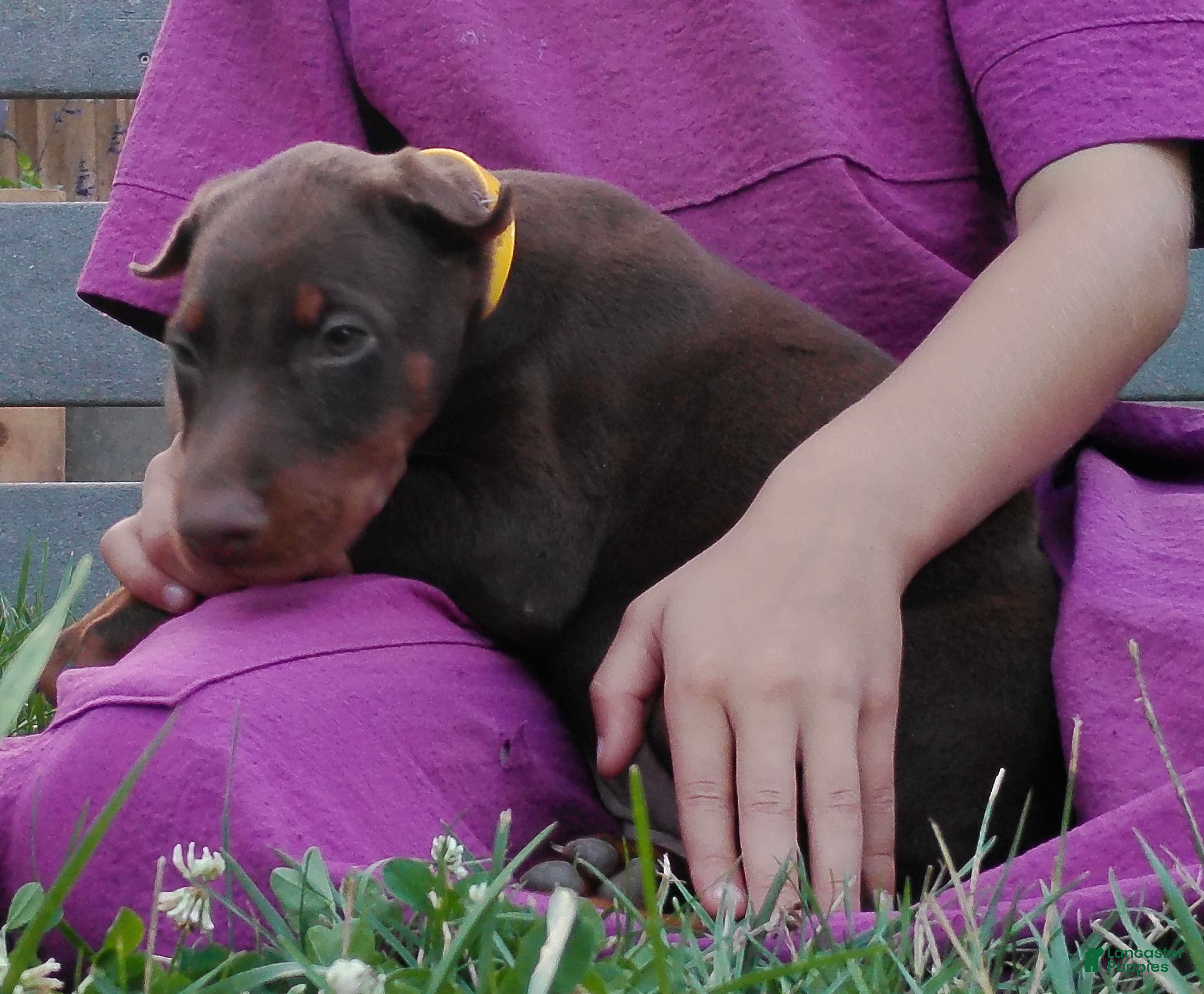 Doberman Pinscher dogs Doberman Pinscher 3 - Ad 2