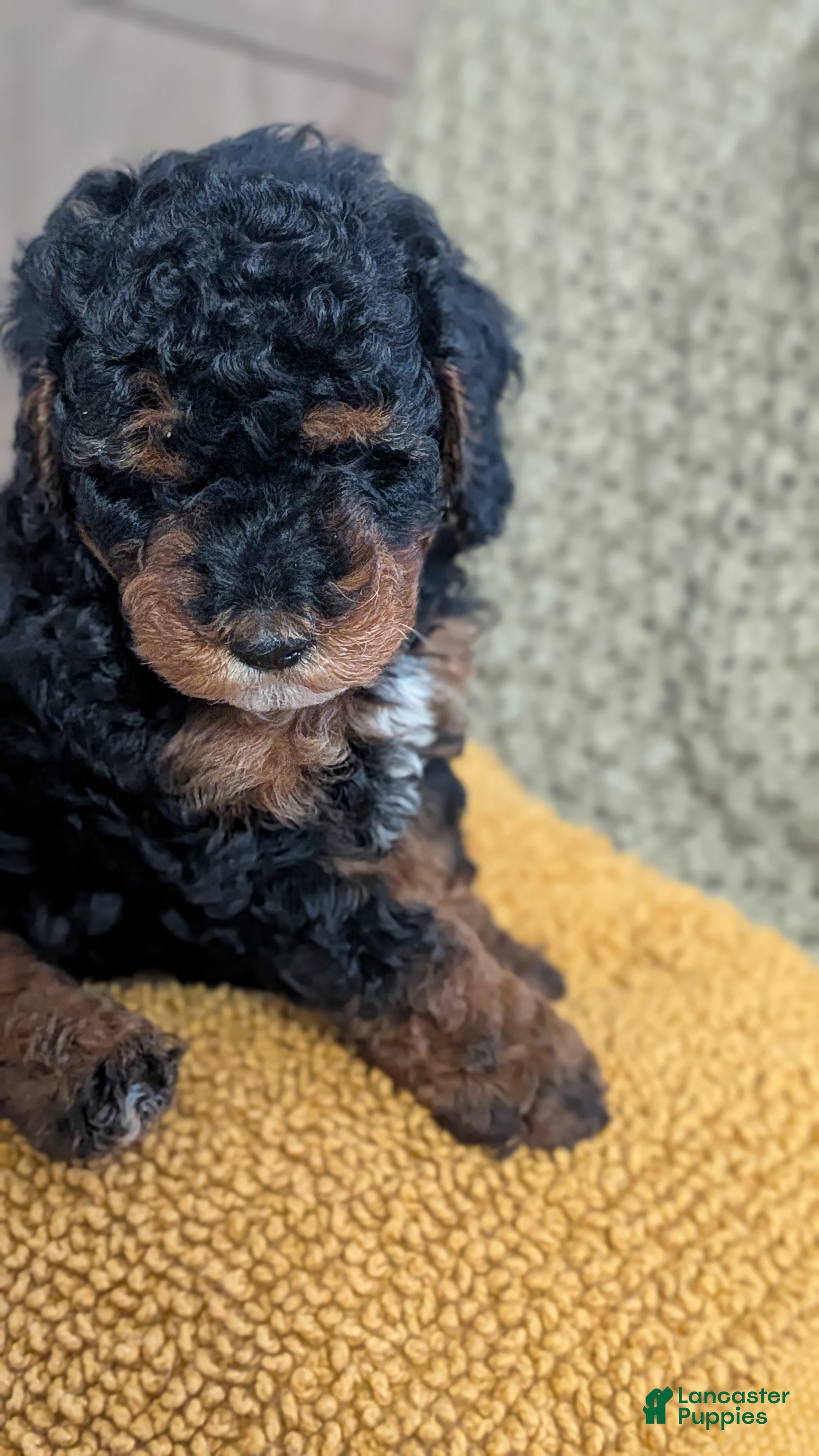 Miniature Poodle dogs Shadow  - Ad 2