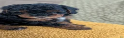 Miniature Poodle dogs for sale: Shadow  - Ad 2