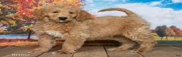 Goldendoodle dogs for sale: Bruno - Ad 3