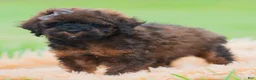 Toy Poodle dogs for sale: Pumpkin - Ad 1