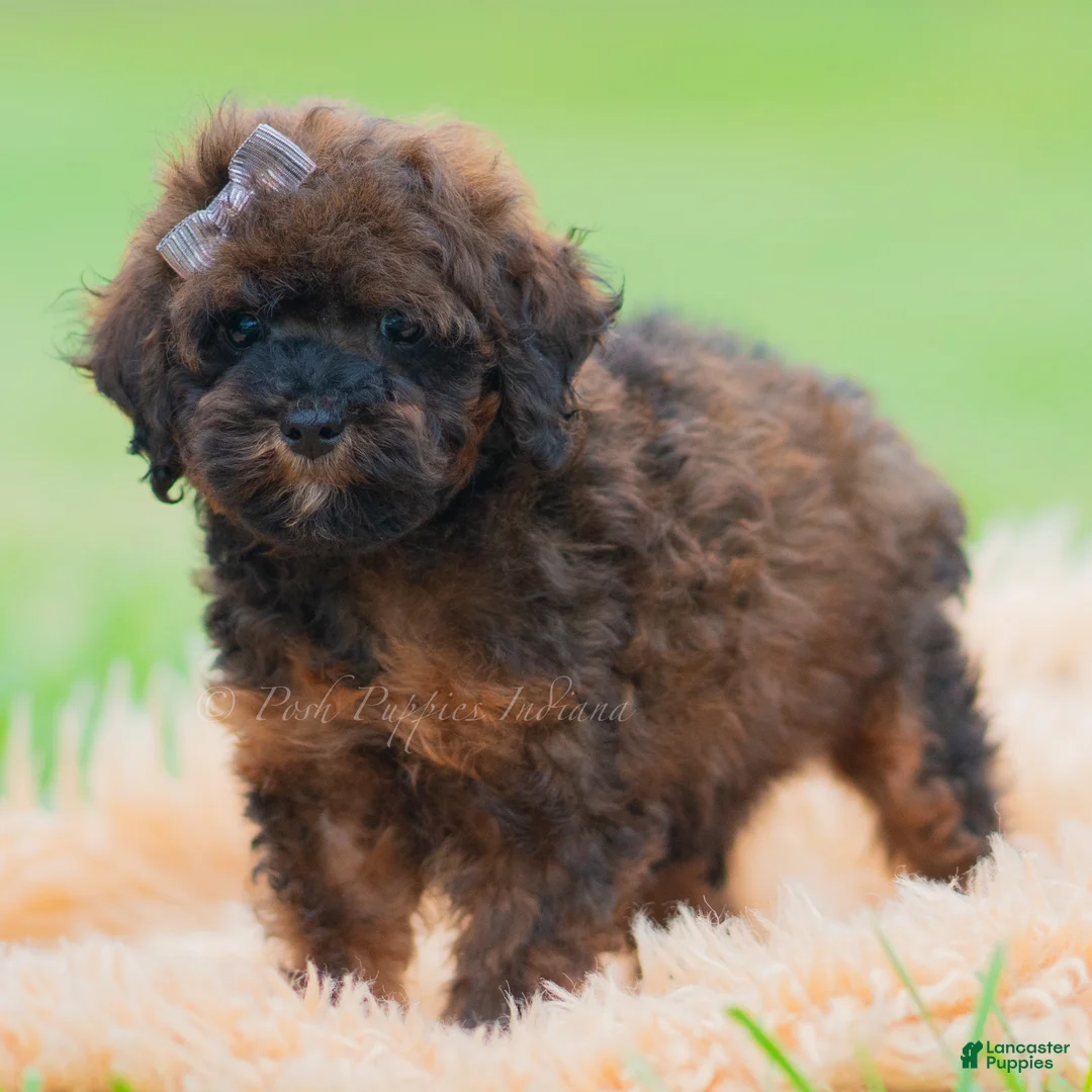 Toy Poodle dogs for sale: Pumpkin - Ad 1