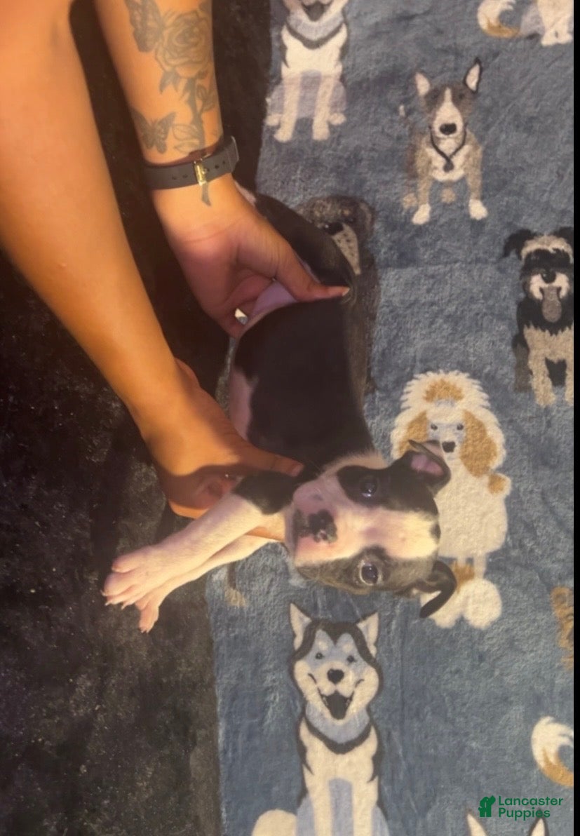 American Bully dogs Diamond - Ad 2