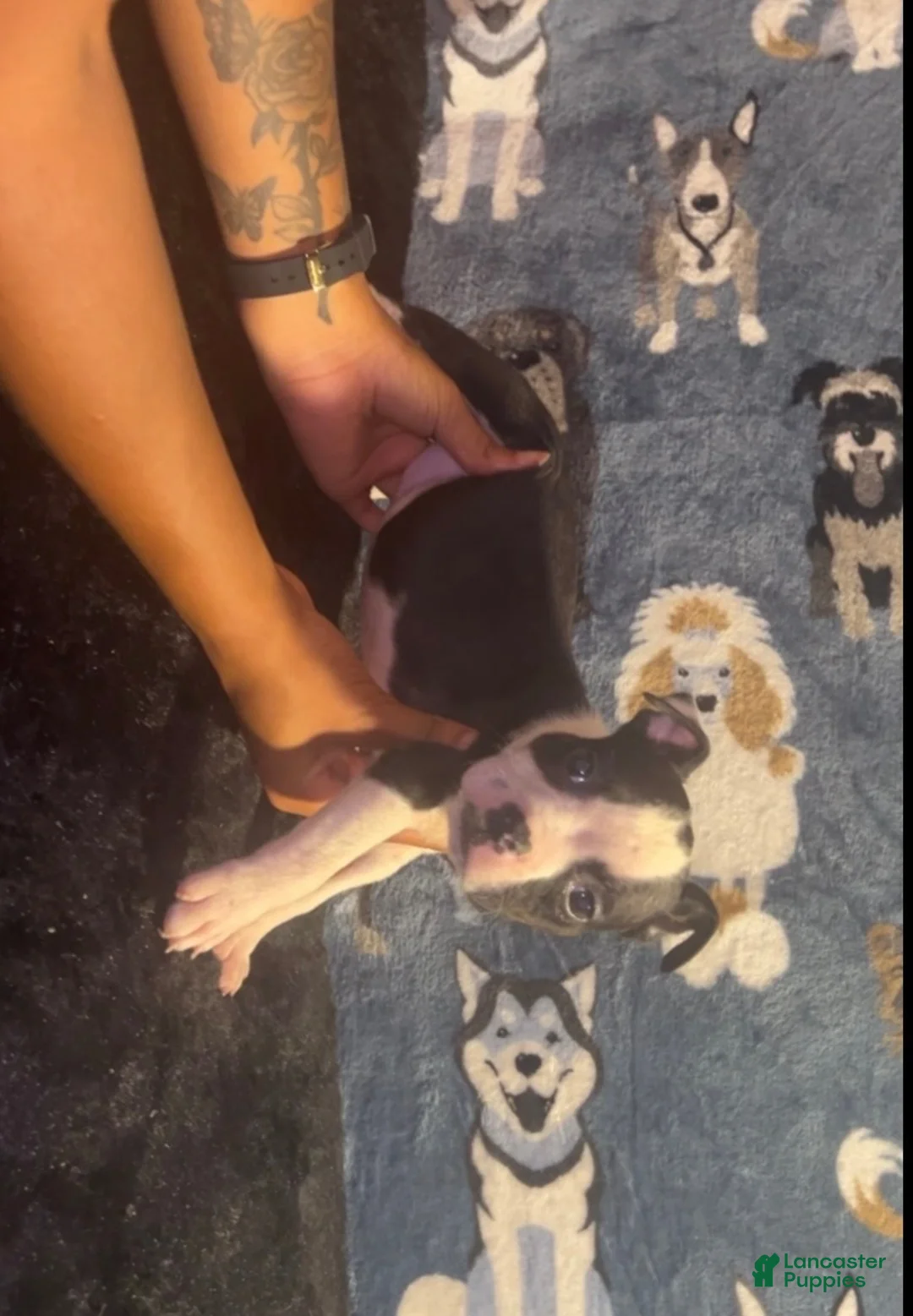 American Bully dogs for sale: Diamond - Ad 2