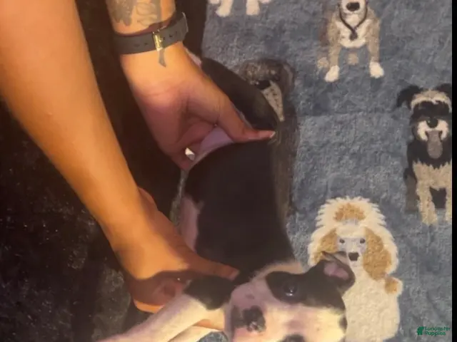 American Bully dogs for sale: Diamond - Ad 2