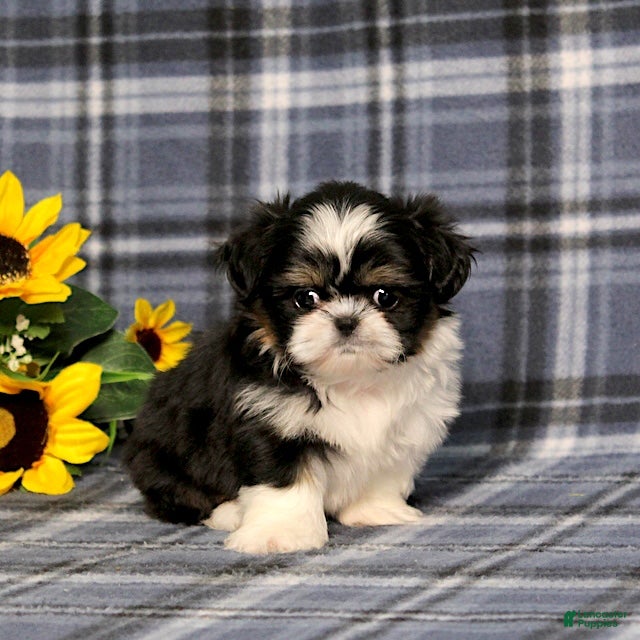 Shih Tzu dogs BitsyBaby - Ad 1