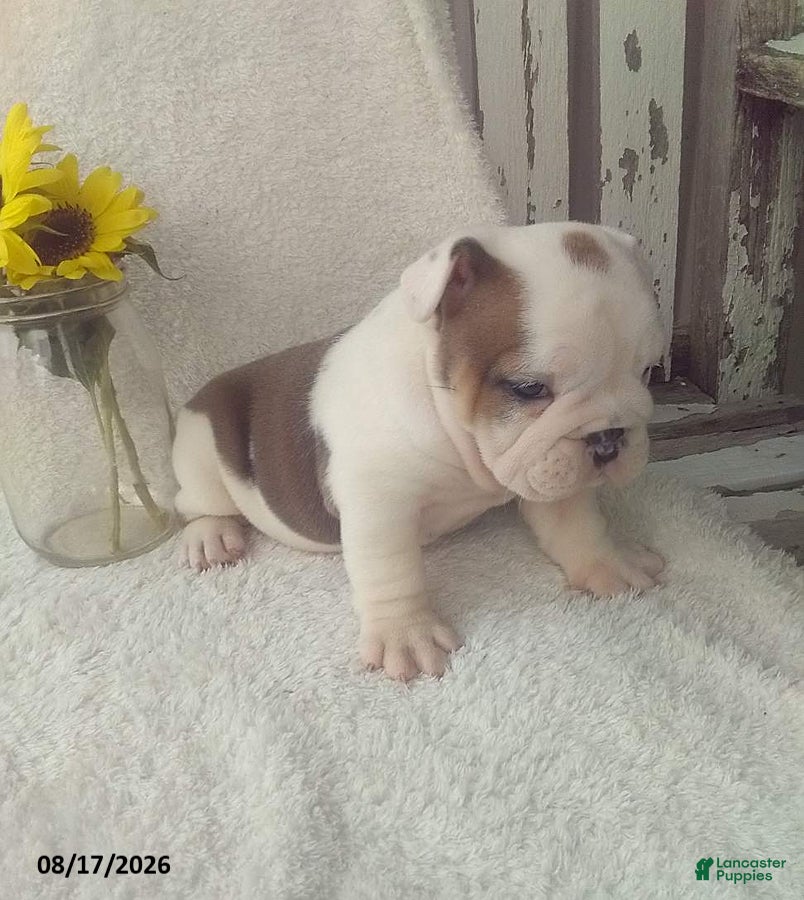 Olde English Bulldogge dogs Sally - Ad 2