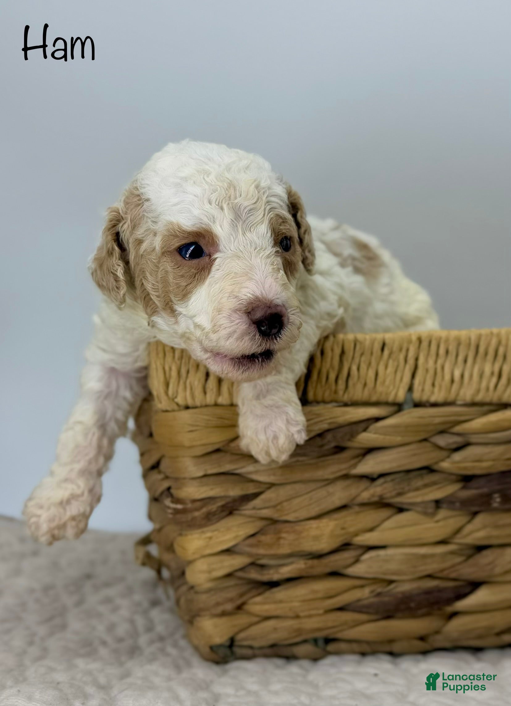 Miniature Poodle dogs Ham - Ad 21