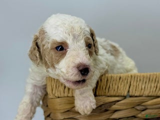 Miniature Poodle dogs Ham - Ad 15