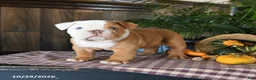 English Bulldog dogs for sale: Walker - Ad 4