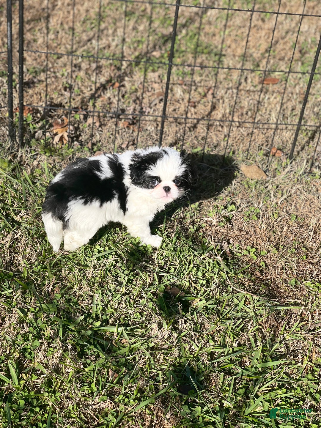 Japanese Chin dogs for sale: Japanese Chin Puppy 1 - Ad 3