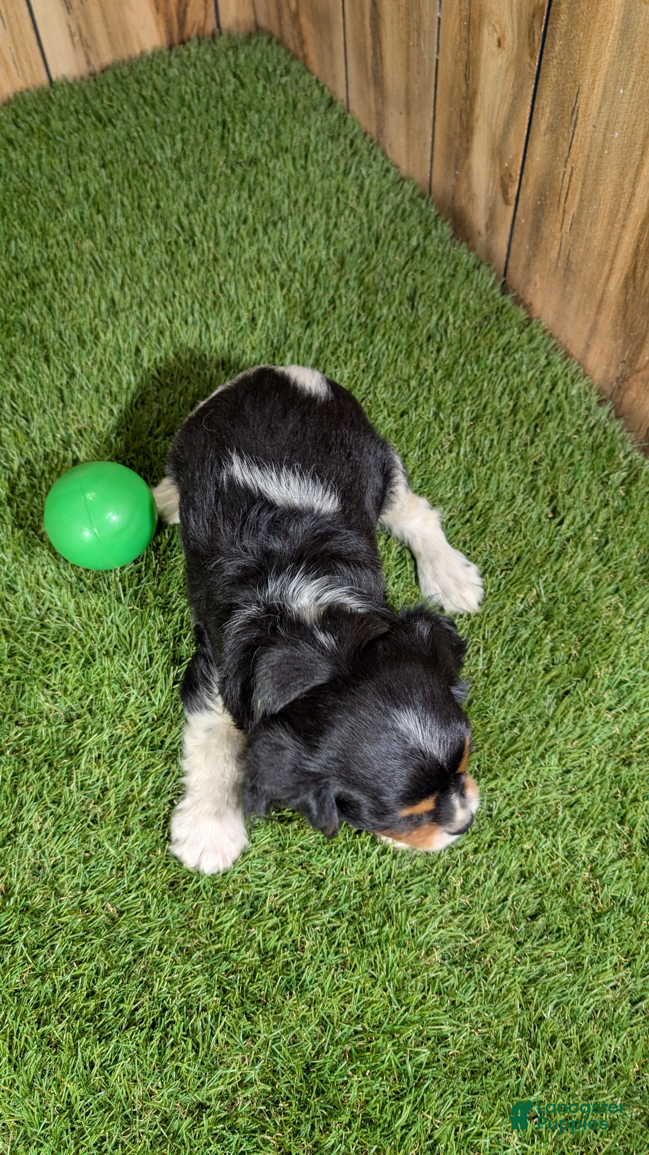 Cavalier King Charles Spaniel dogs Bessie Boy 2 - Ad 2