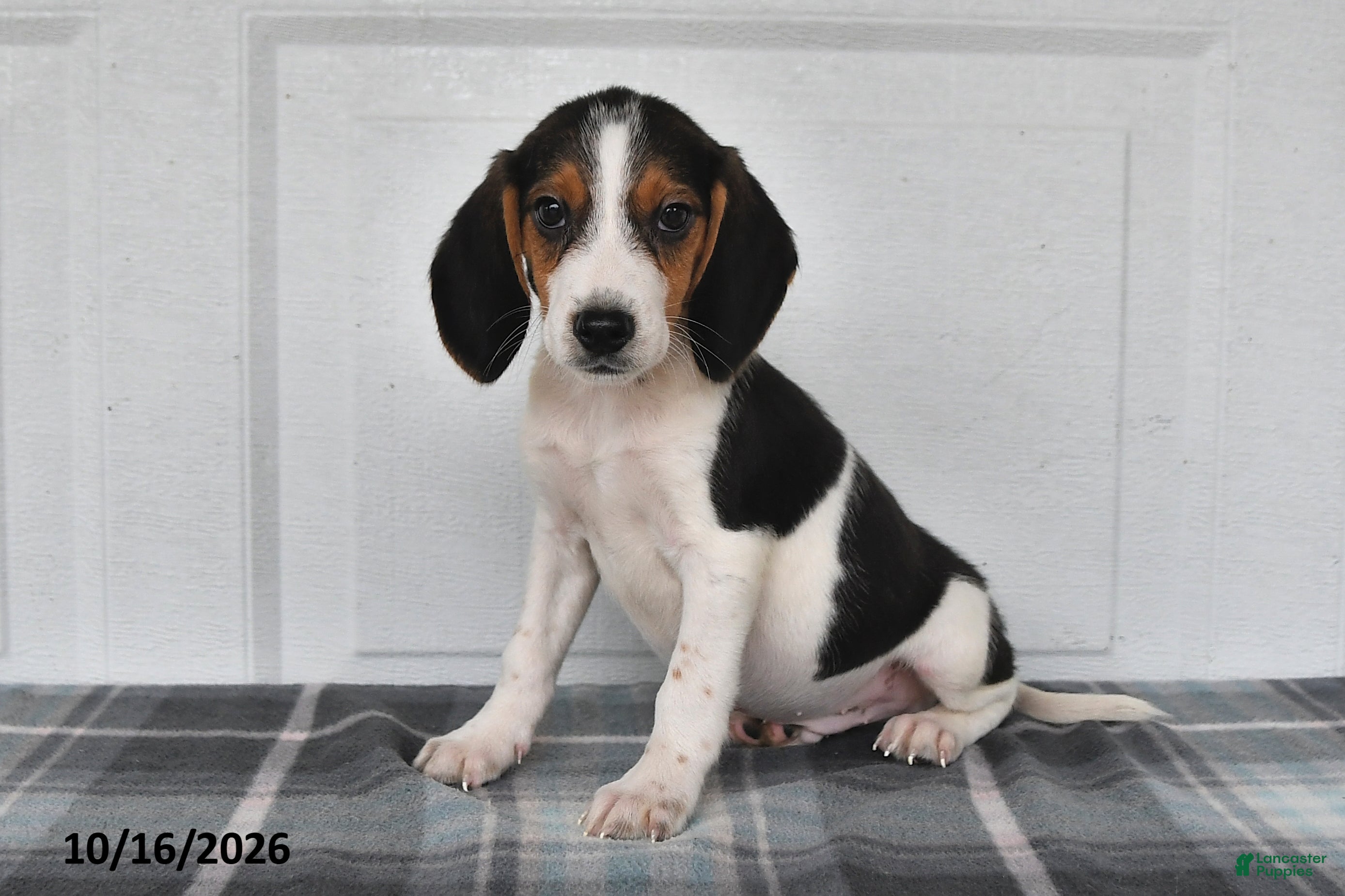 Beagle dogs Pepper - Ad 1