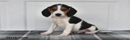 Beagle dogs for sale: Pepper - Ad 1