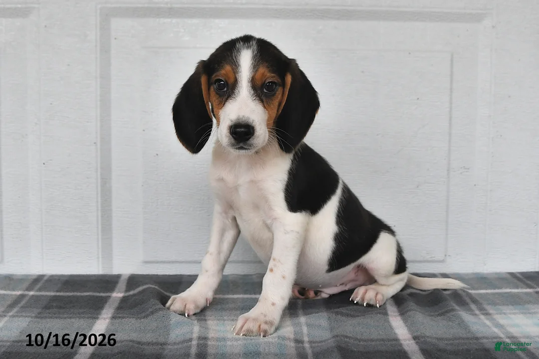 Beagle dogs for sale: Pepper - Ad 1