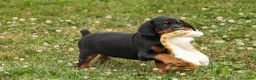 Doberman Pinscher dogs for sale: DAISY - Ad 12