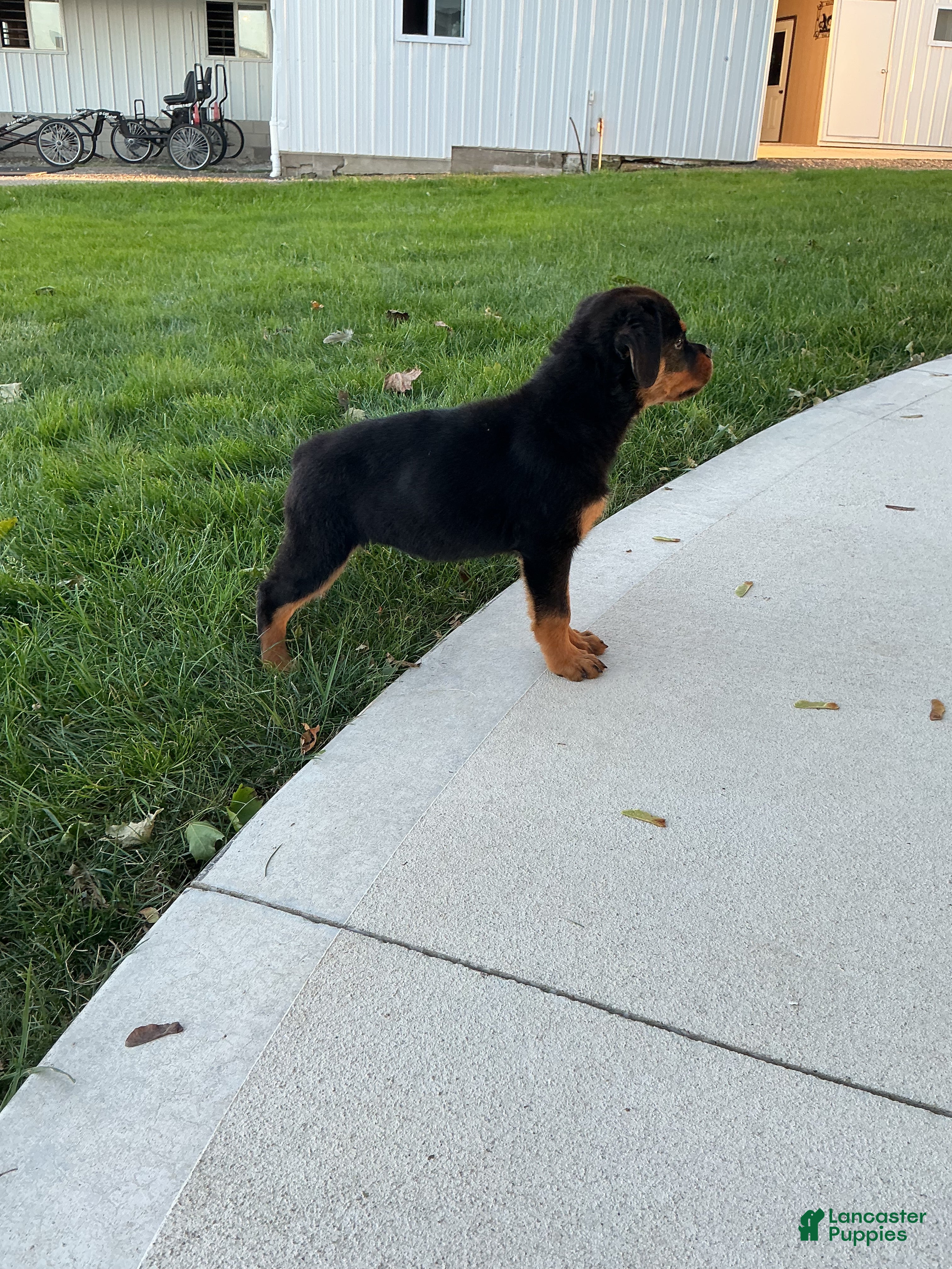 Rottweiler dogs Rottweiler 4 - Ad 2
