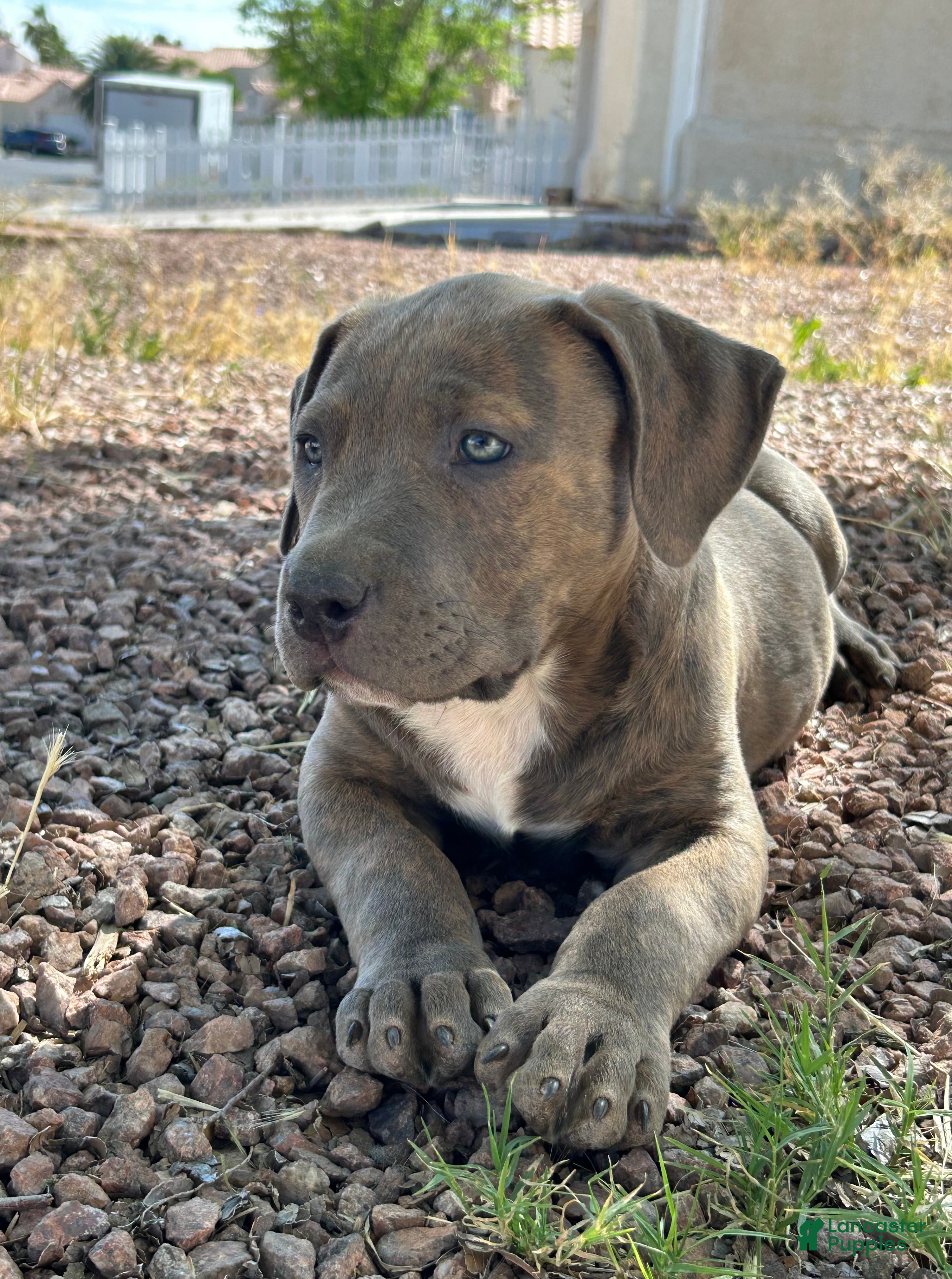 American Bully dogs GLACIUS - Ad 13