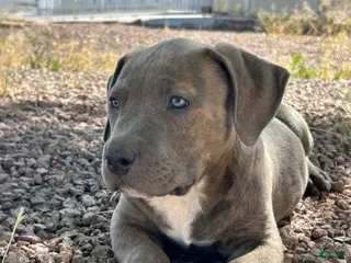 American Bully dogs GLACIUS - Ad 2