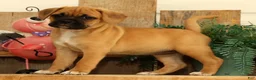 Puggle dogs for sale: Ivy - Ad 3