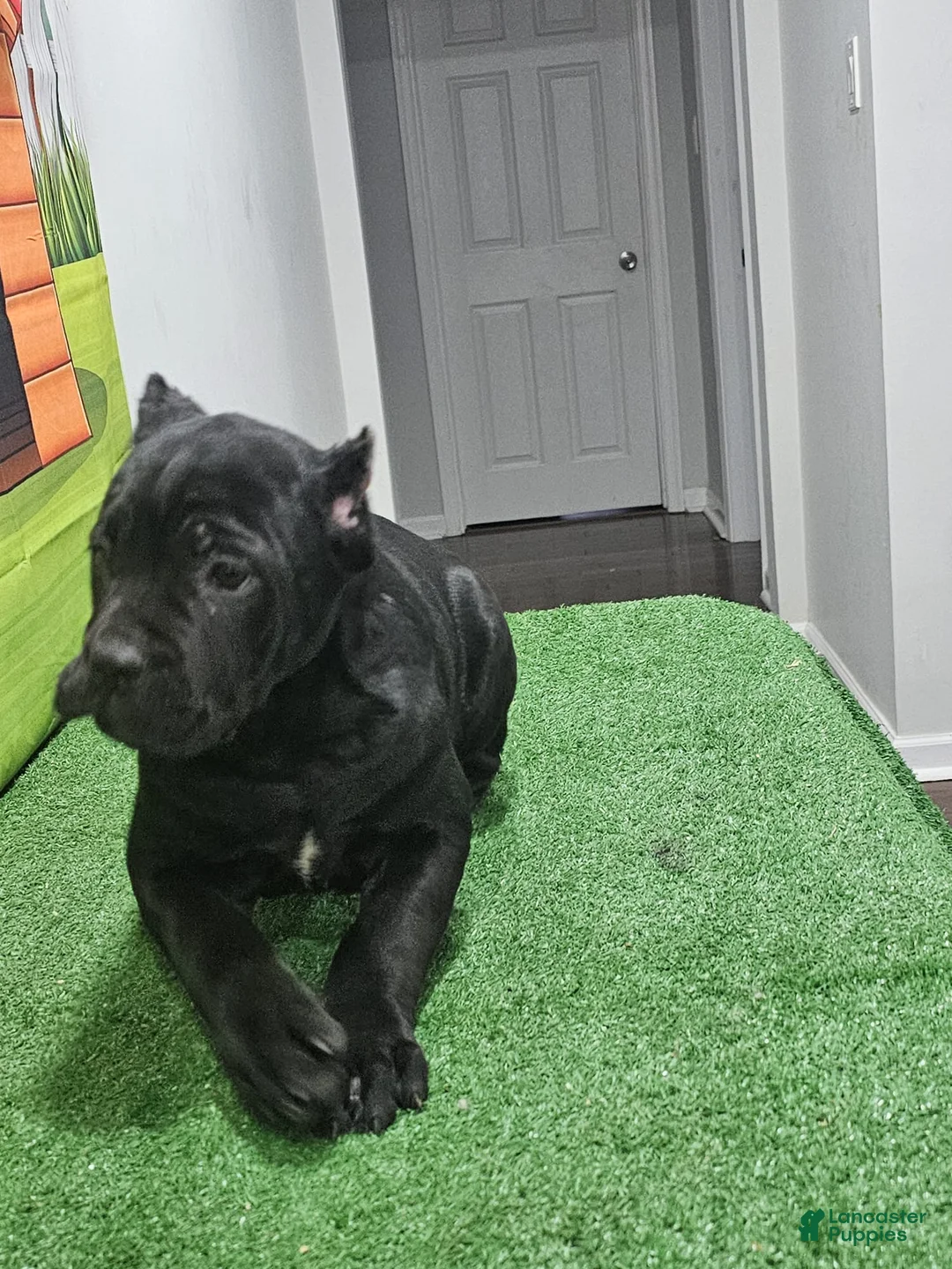 Cane Corso dogs for sale: GIZZEL - Ad 10