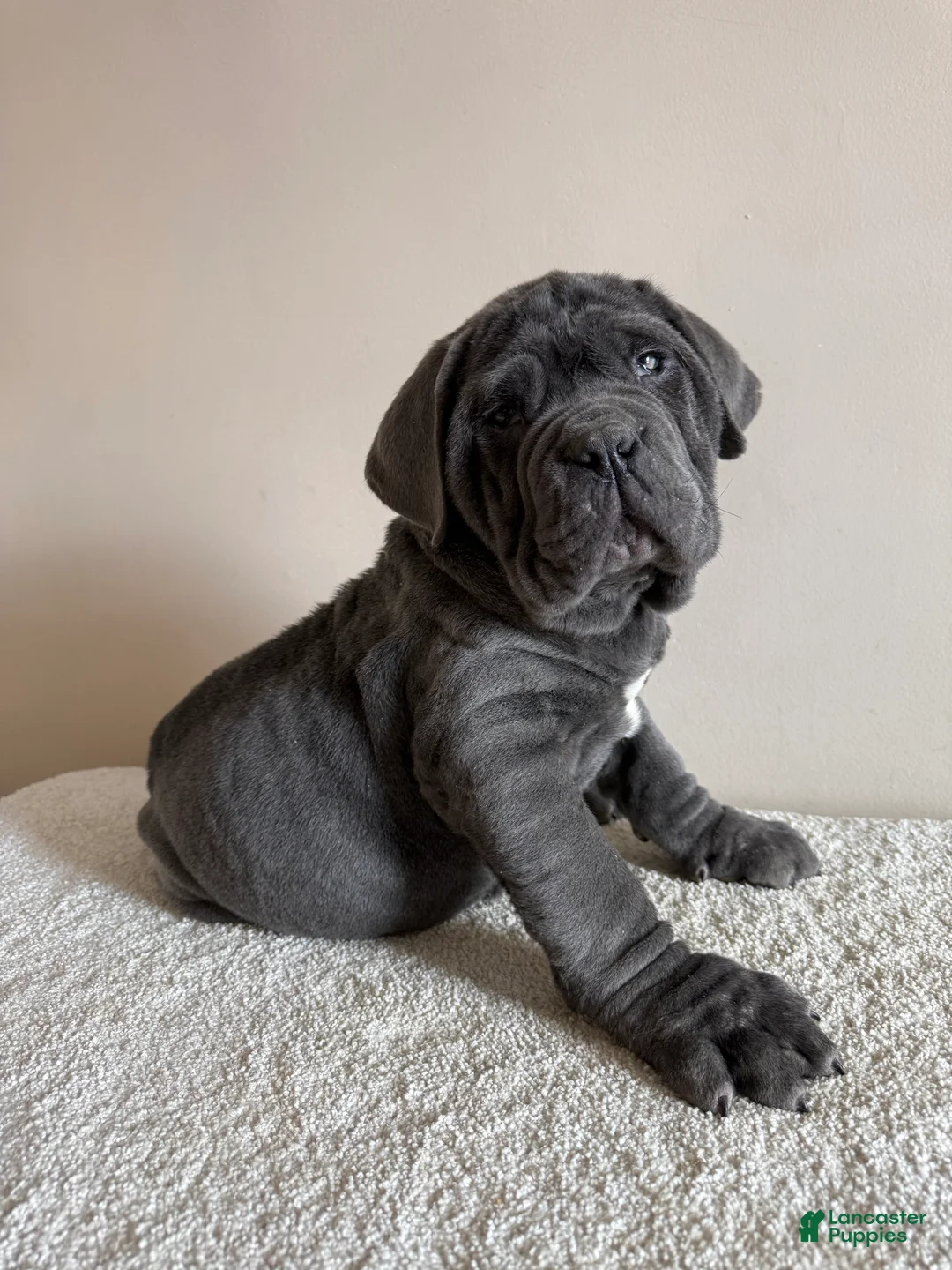 Cane Corso dogs for sale: Thor - Ad 7