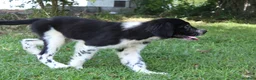 Newfoundland dogs for sale: Molly - Ad 4