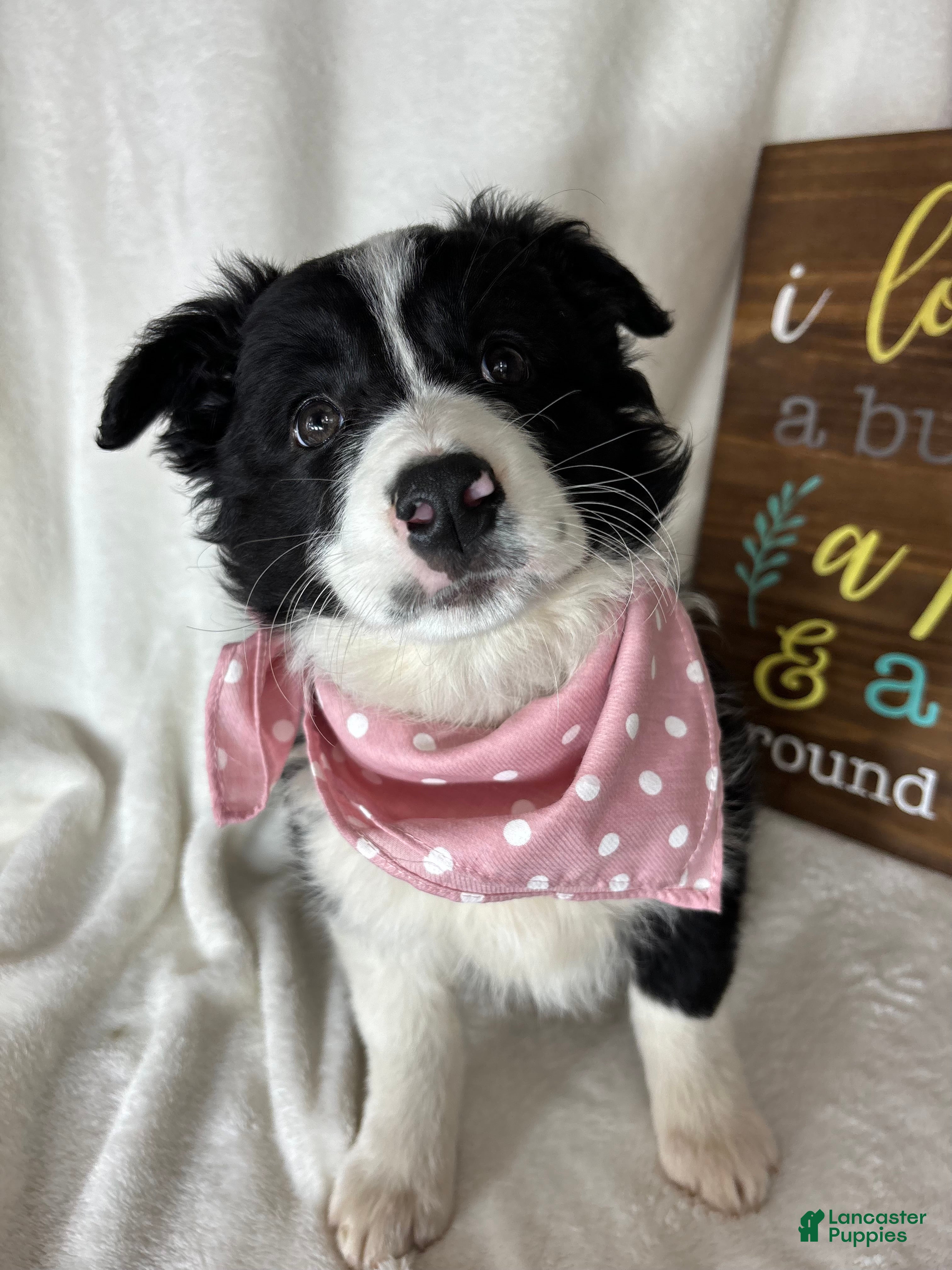 Australian Shepherd dogs Bella - Ad 27