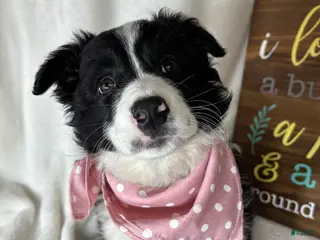 Australian Shepherd dogs Bella - Ad 27