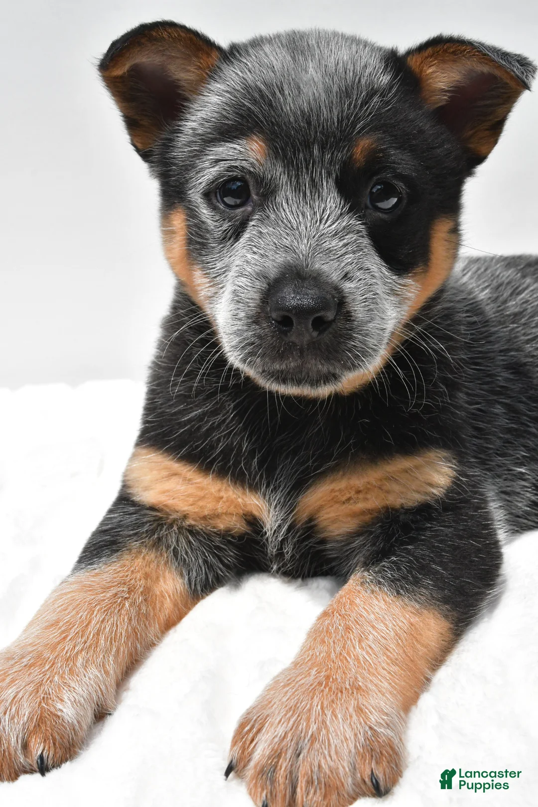 Australian Cattle Dog dogs for sale: Riley - Ad 10