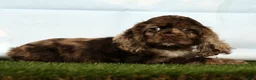 Cocker Spaniel dogs for sale: Hailey - Ad 3