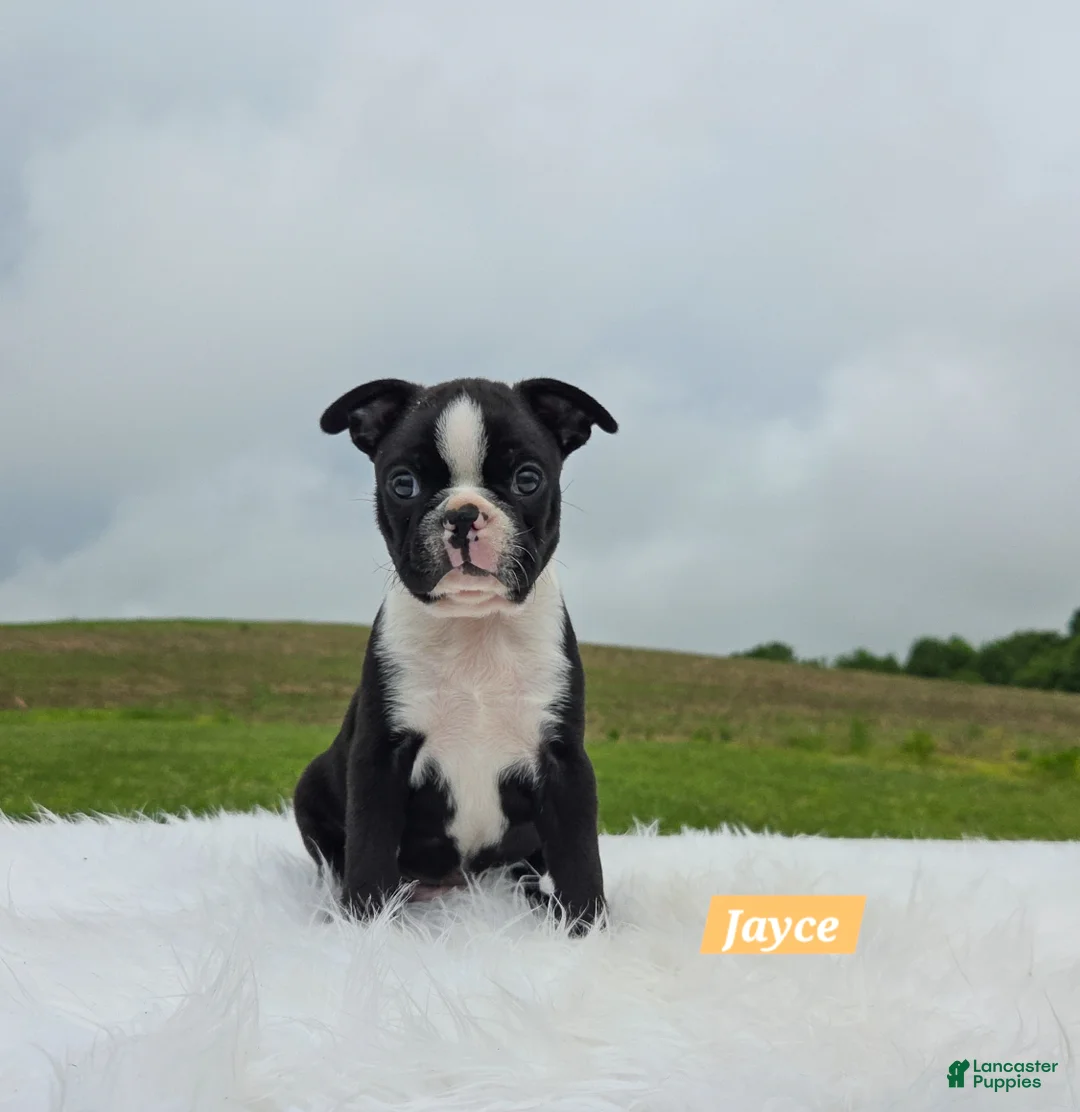Boston Terrier dogs for sale: Jayce  - Ad 1