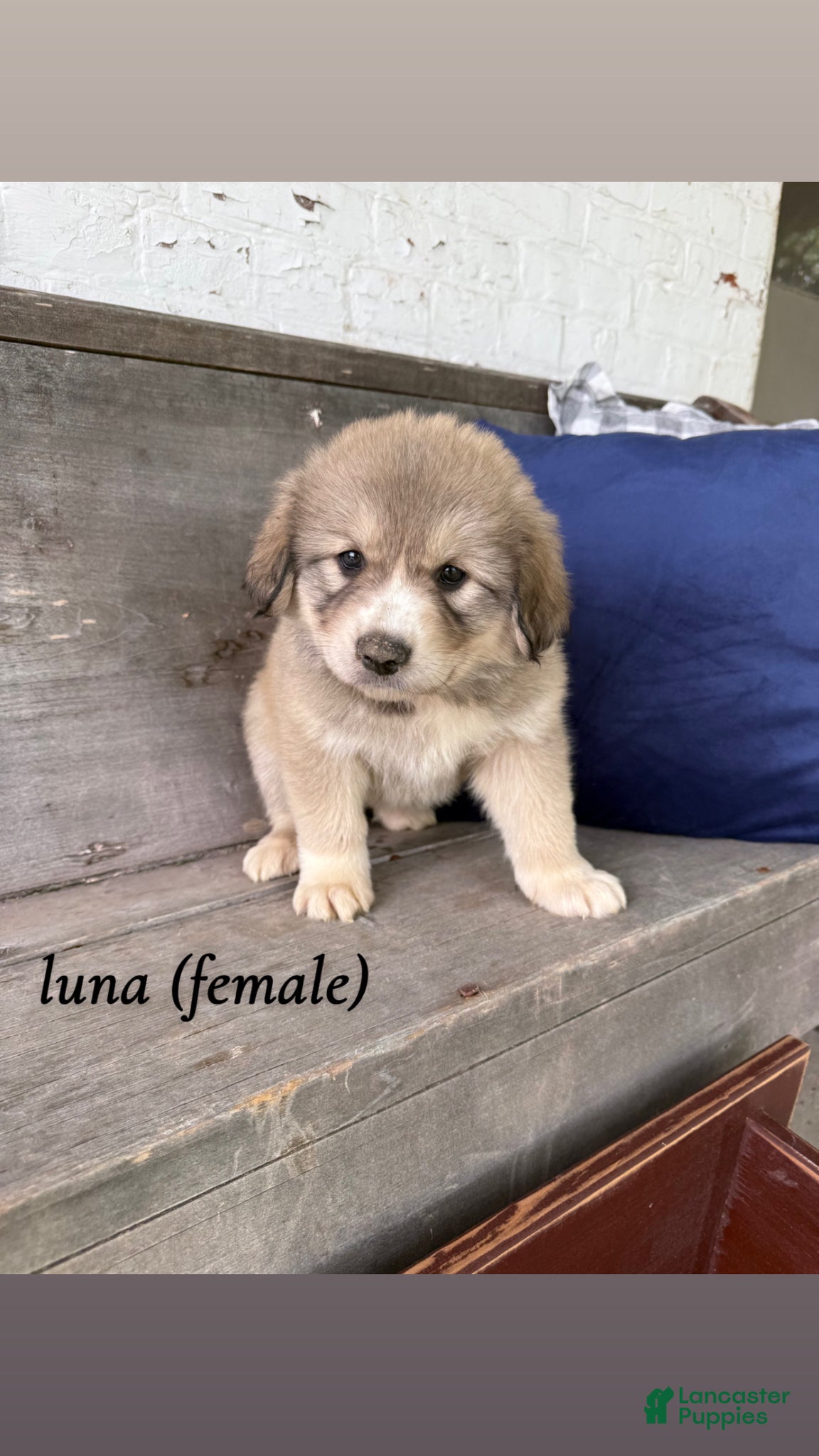 Mixed Breed dogs Mixed Breed Puppy 4 - Ad 10