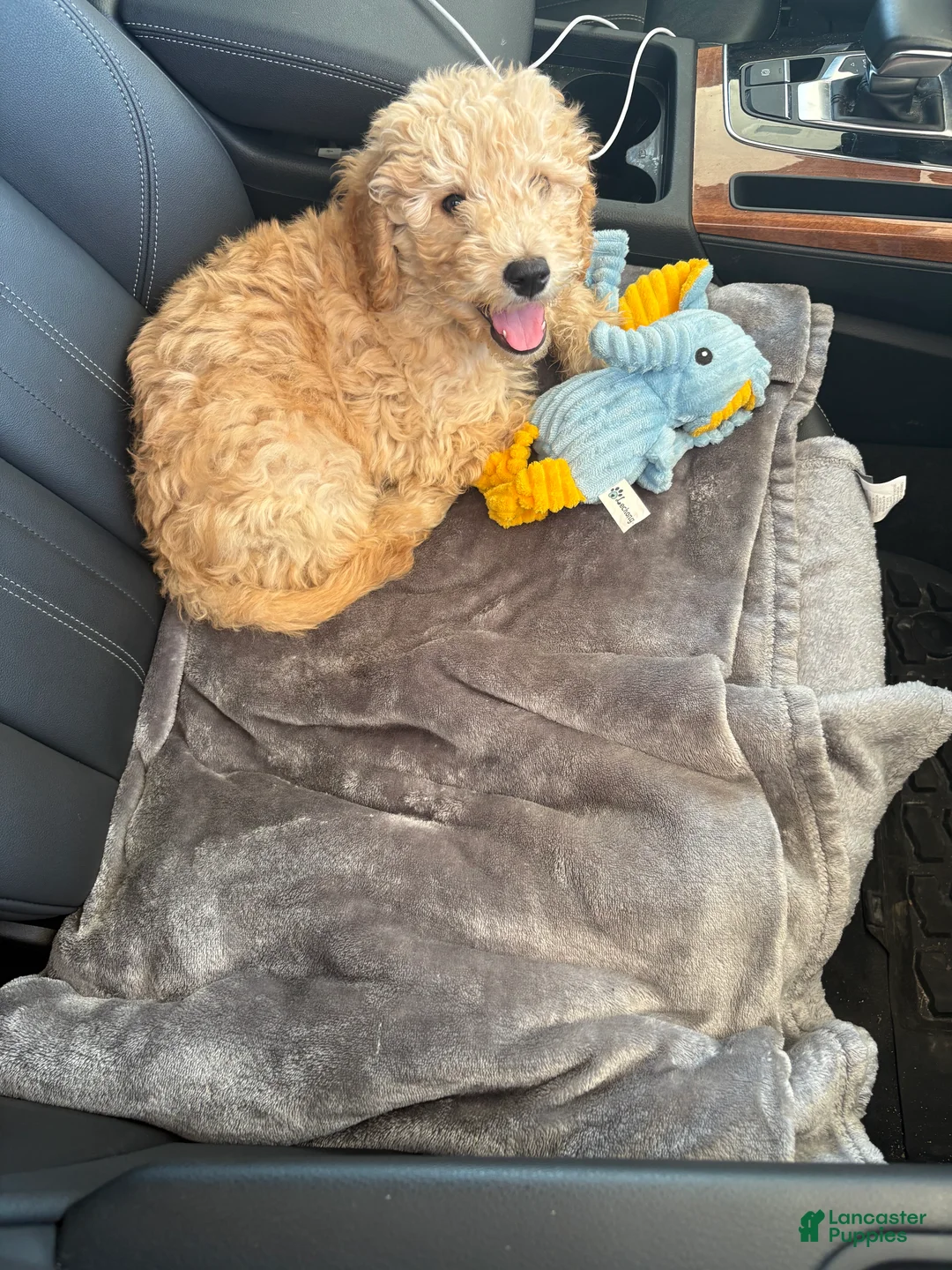 Goldendoodle dogs for sale: Simba  - Ad 2