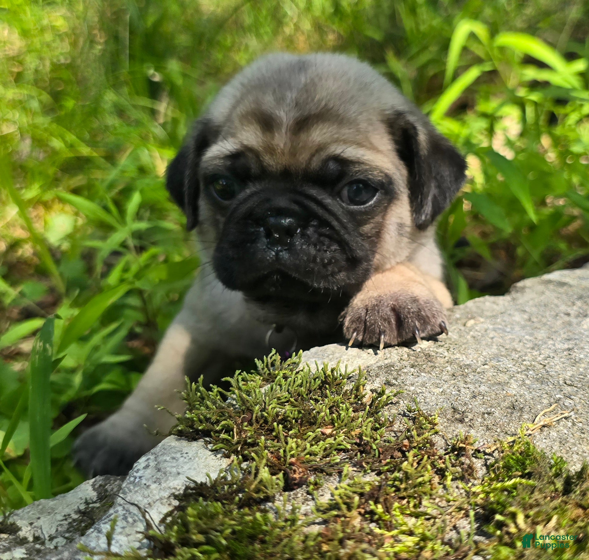 Pug dogs Manny - Ad 1