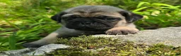 Pug dogs for sale: Manny - Ad 1