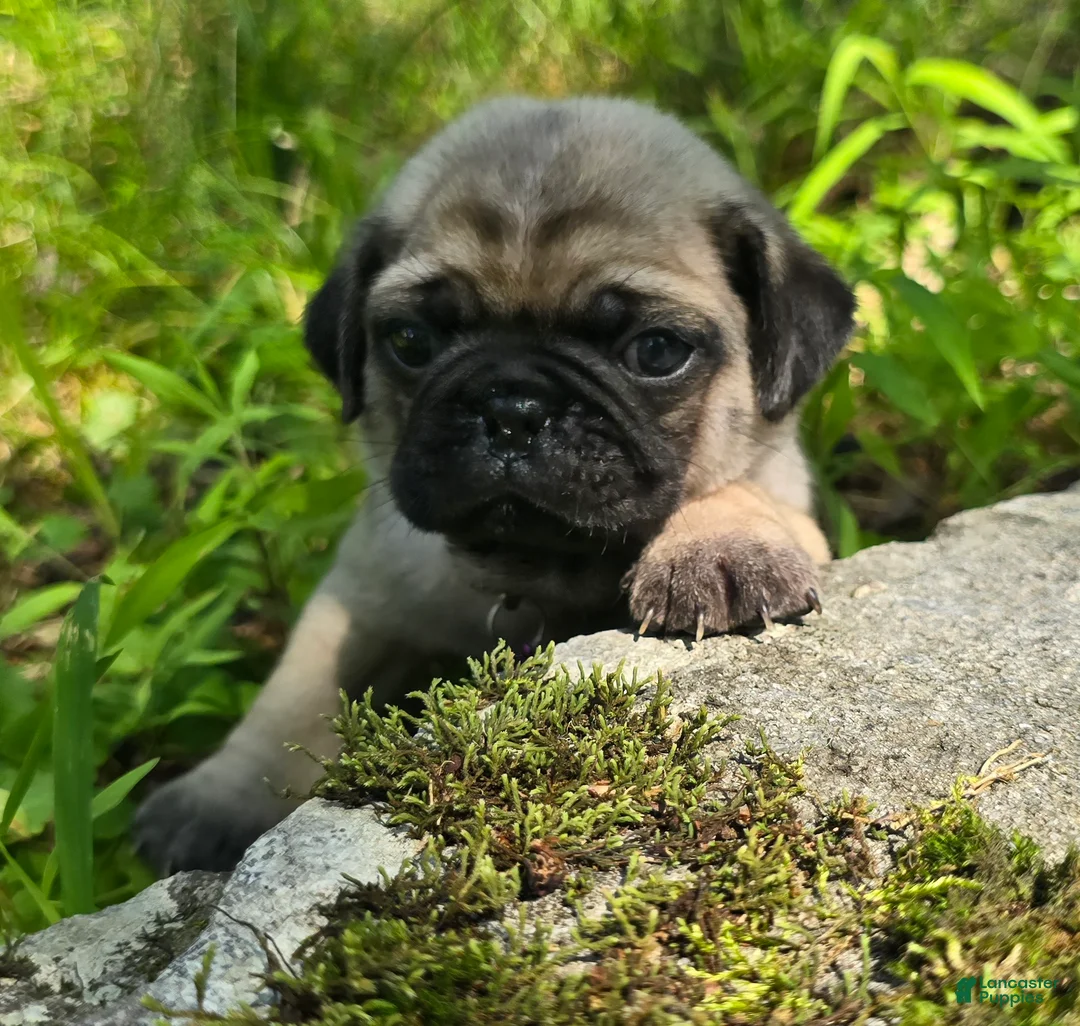 Pug dogs for sale: Manny - Ad 1