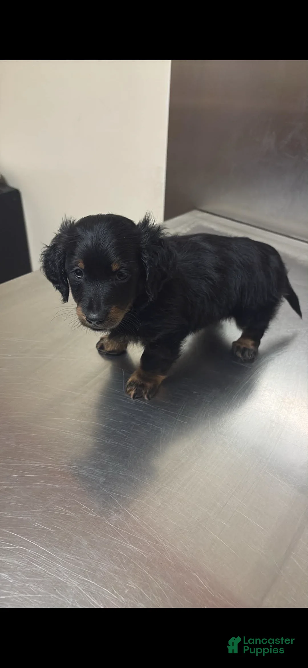 Miniature Dachshund dogs for sale: Miniature Dachshund Puppy 1 - Ad 3