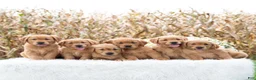 Golden Retriever dogs for sale: Grace  - Ad 6